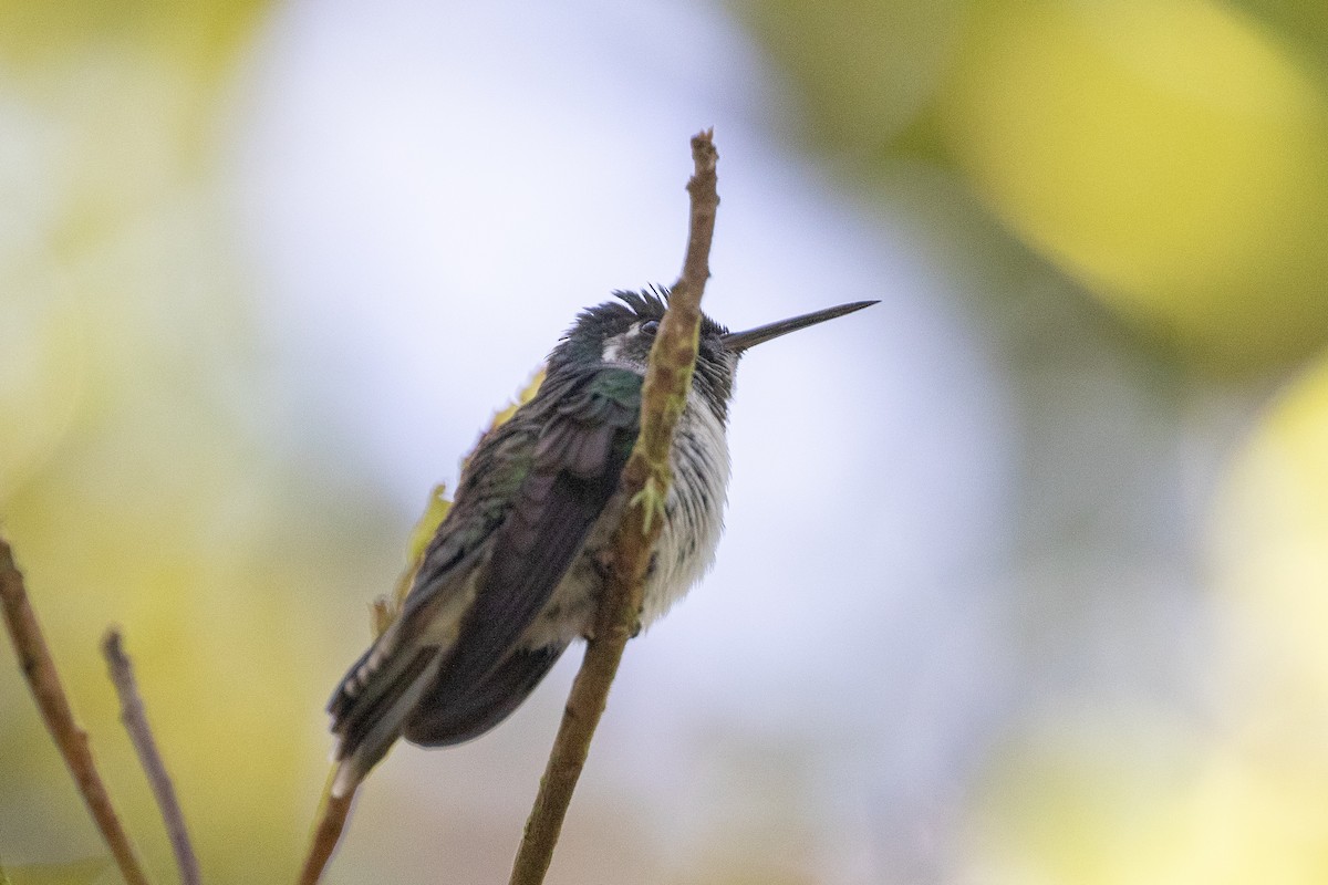 Colibrí Gorjivioleta - ML132684361