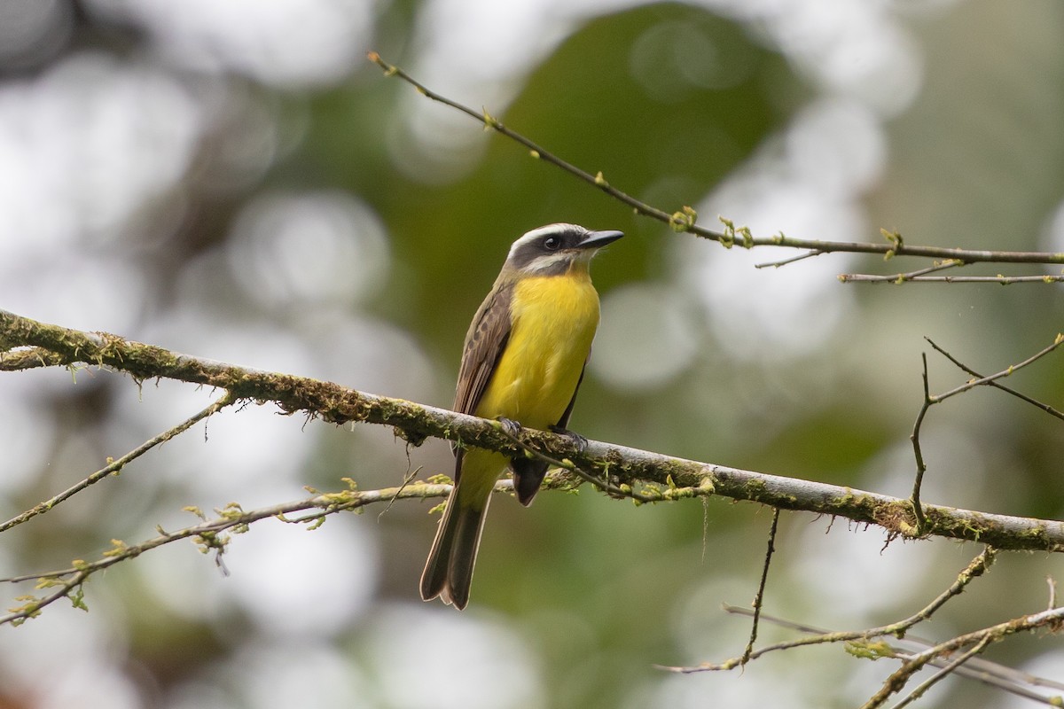 Golden-bellied Flycatcher - Cory Gregory