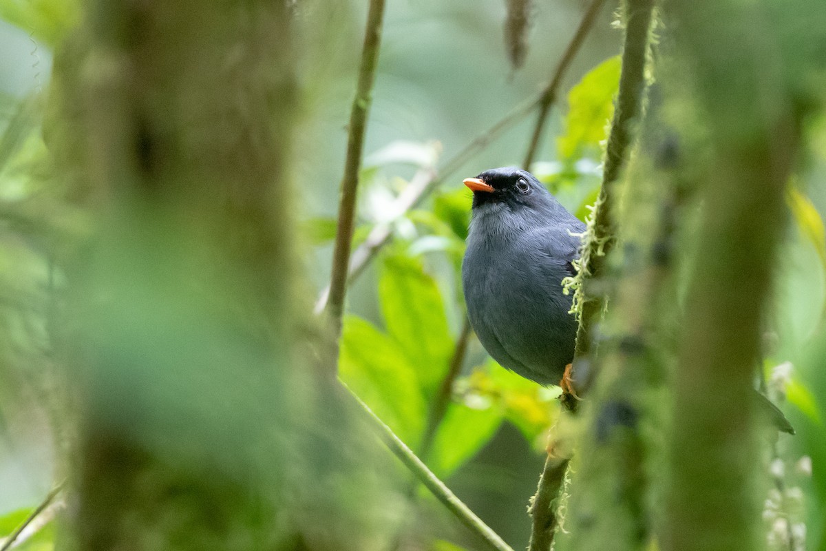 Black-faced Solitaire - Cory Gregory