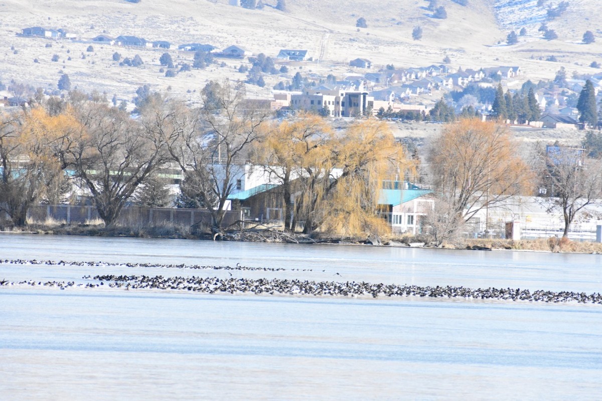 Northern Shoveler - ML132685151