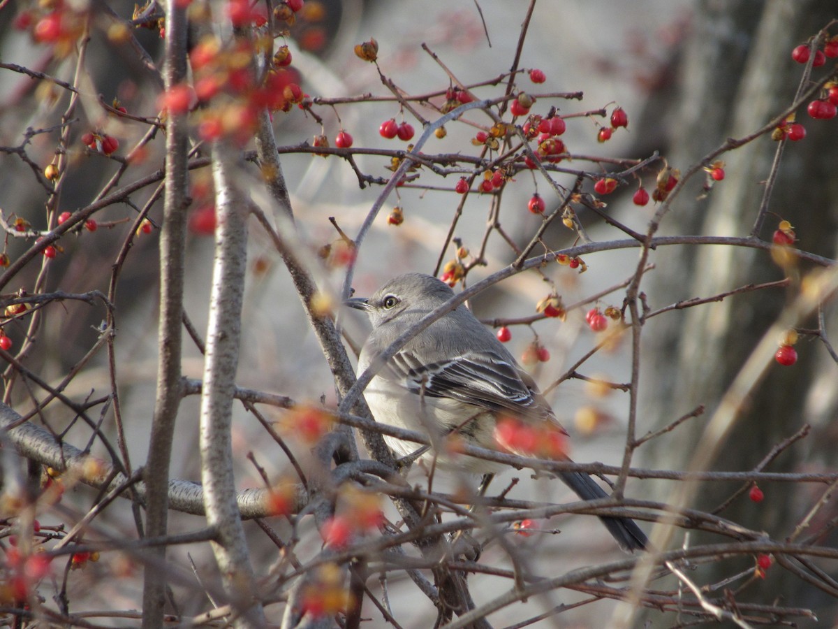 Northern Mockingbird - ML132685281