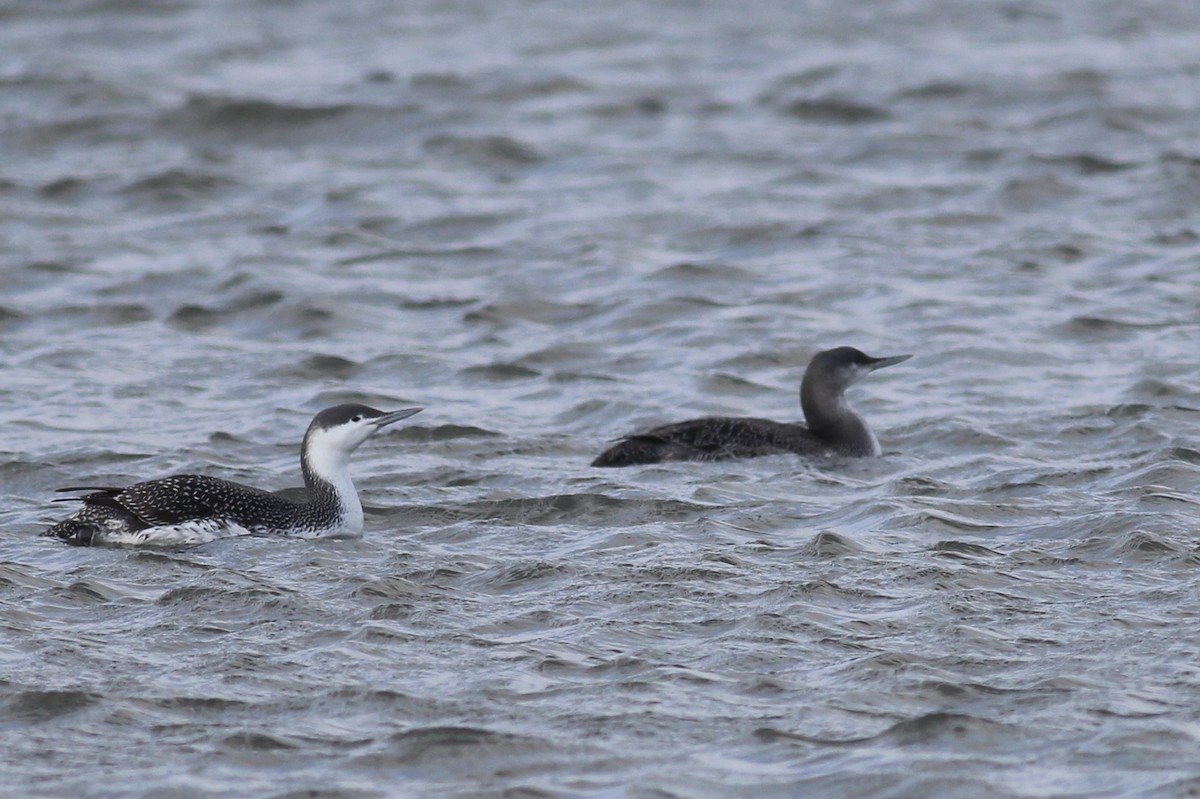 Red-throated Loon - ML132685411