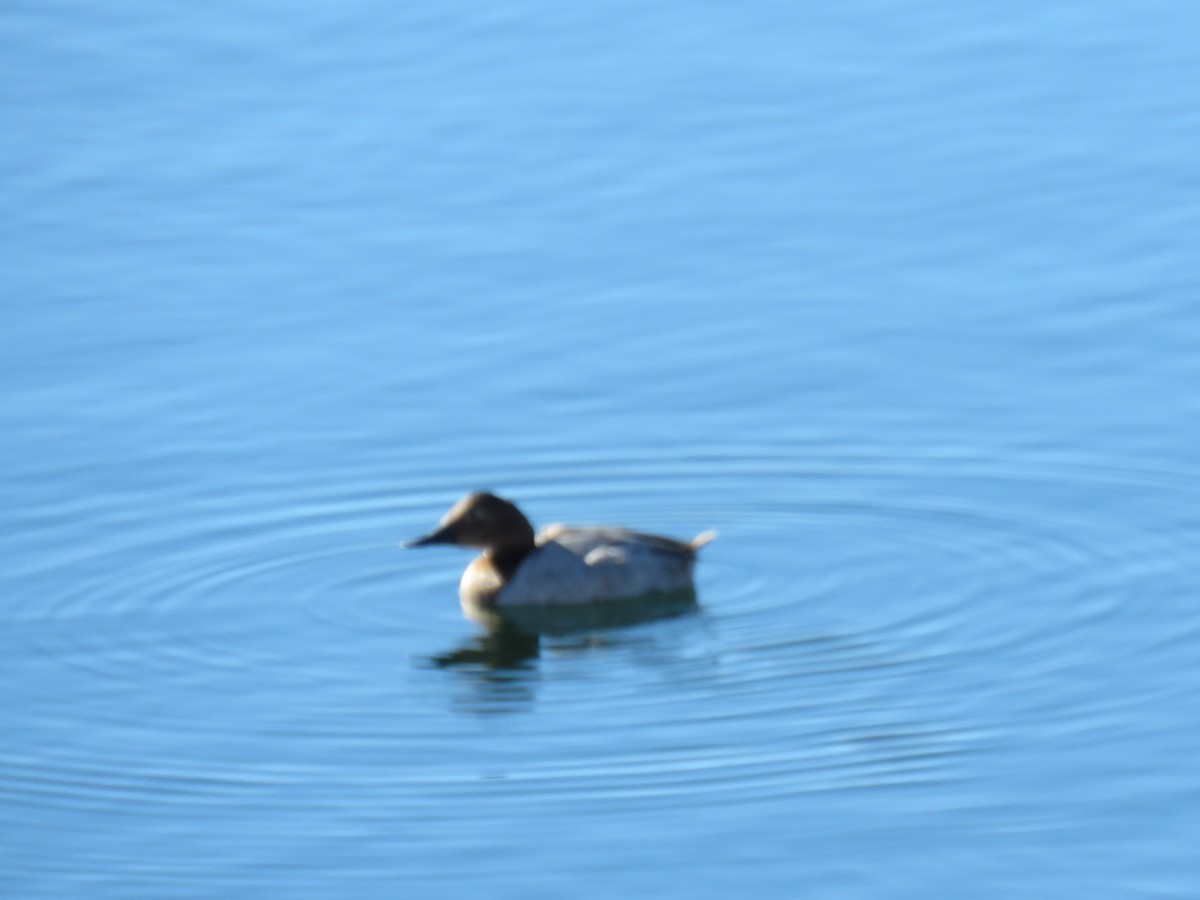 Canvasback - ML132686131