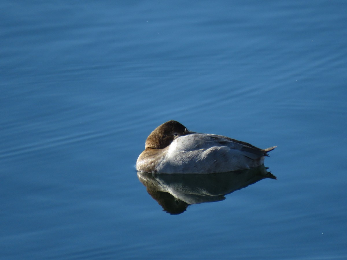 Canvasback - ML132686191