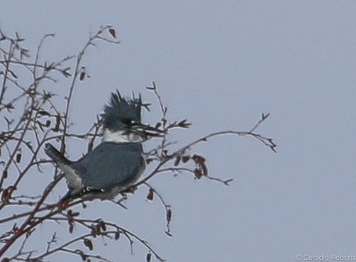 Belted Kingfisher - ML132686901