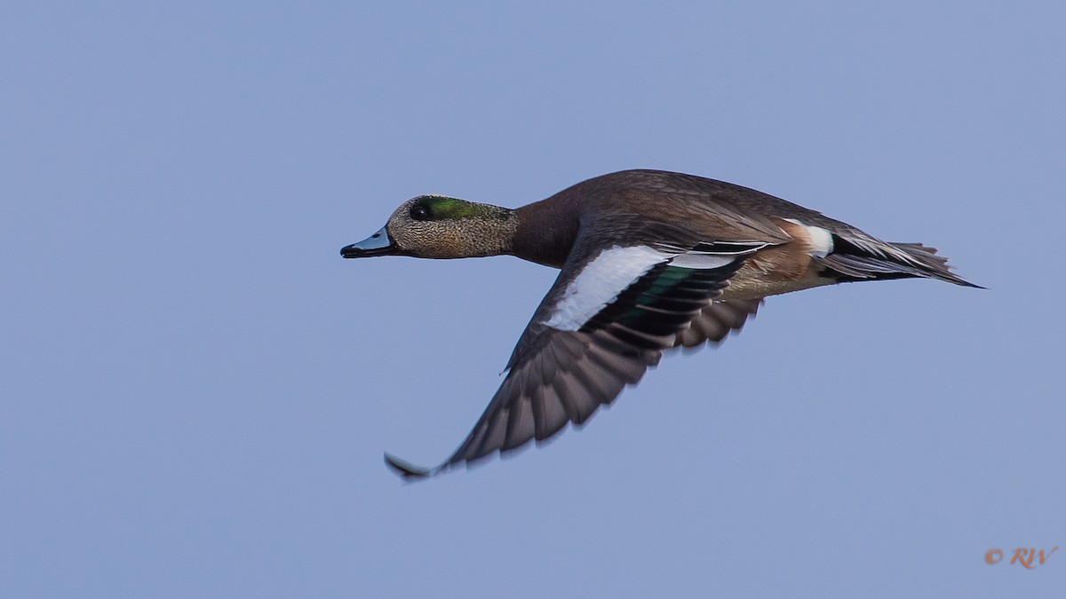 American Wigeon - ML132689991