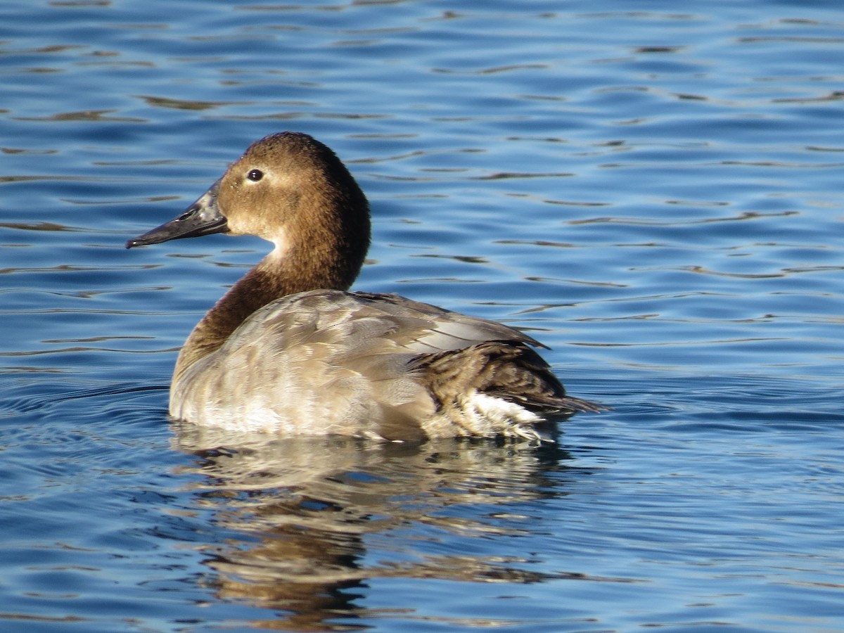 Canvasback - ML132691521