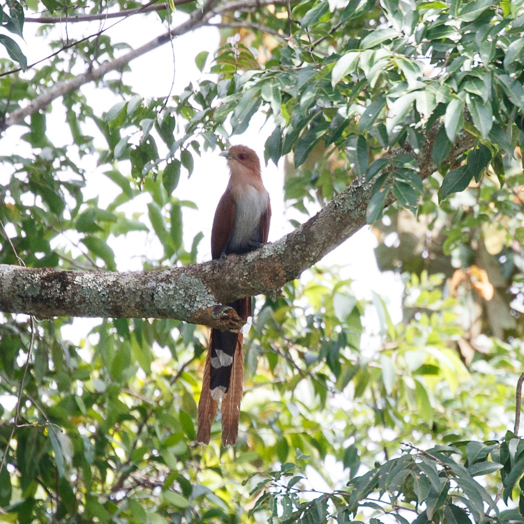 Squirrel Cuckoo - ML132693351