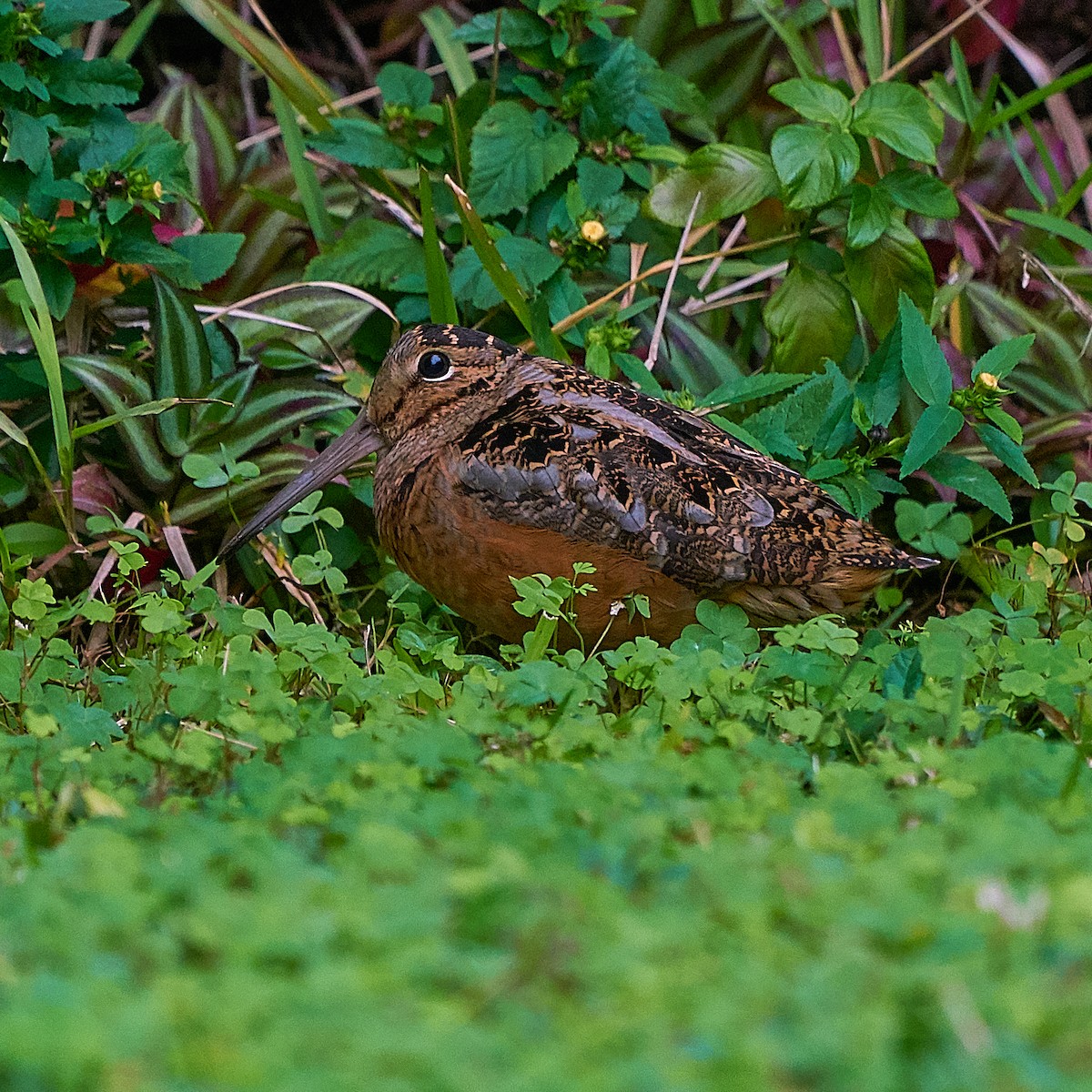 American Woodcock - ML132694041