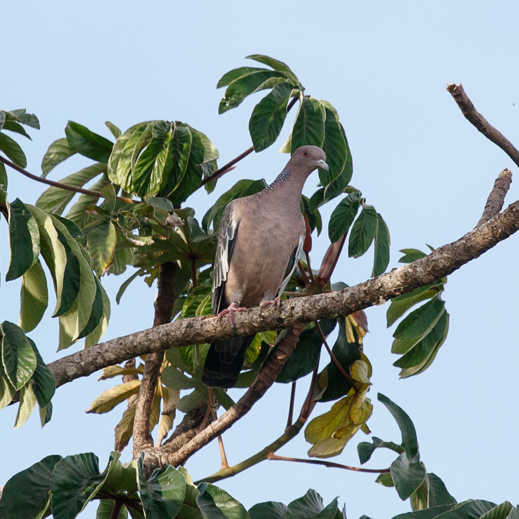 Pigeon picazuro - ML132694291