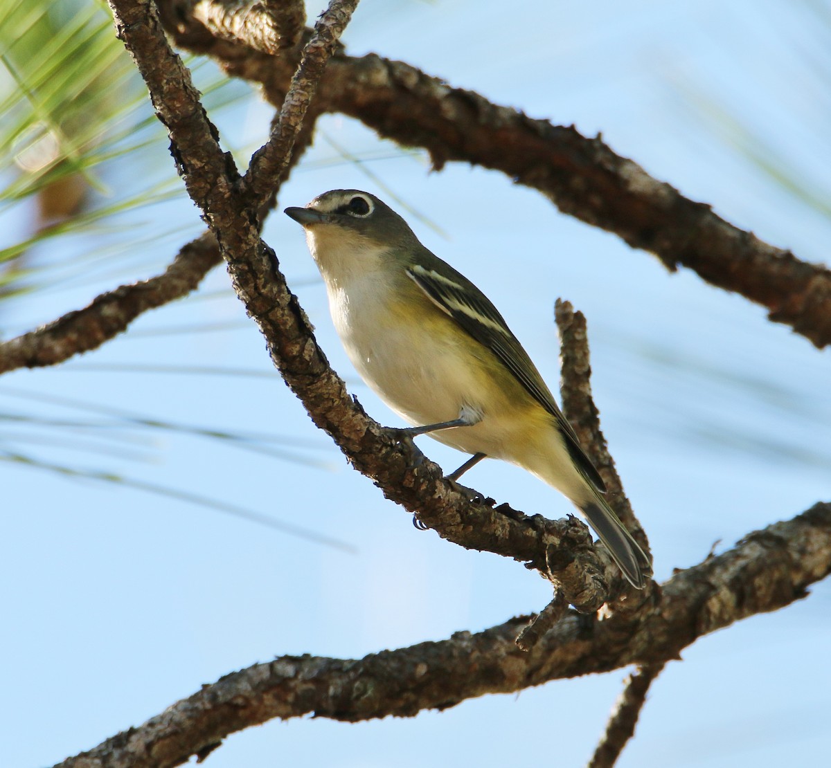 Graukopfvireo - ML132694811