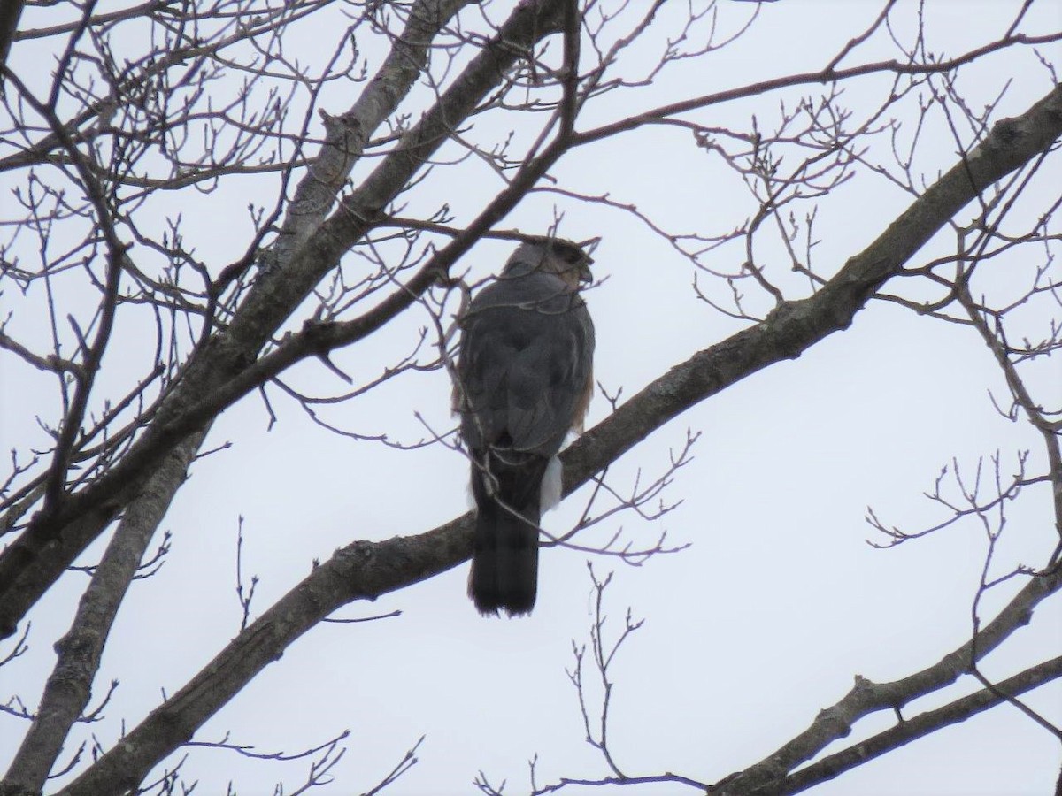 Cooper's Hawk - ML132694941