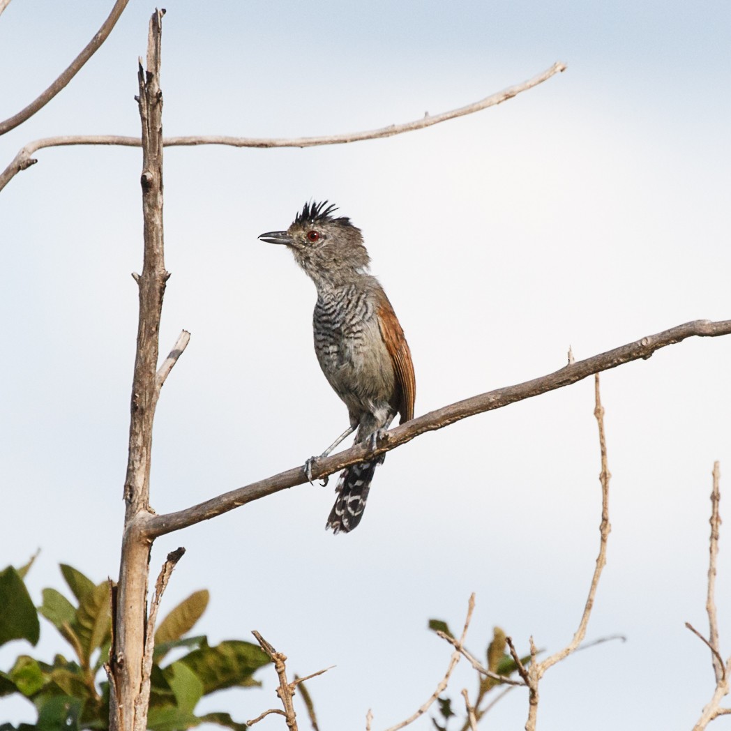 Rufous-winged Antshrike - Silvia Faustino Linhares