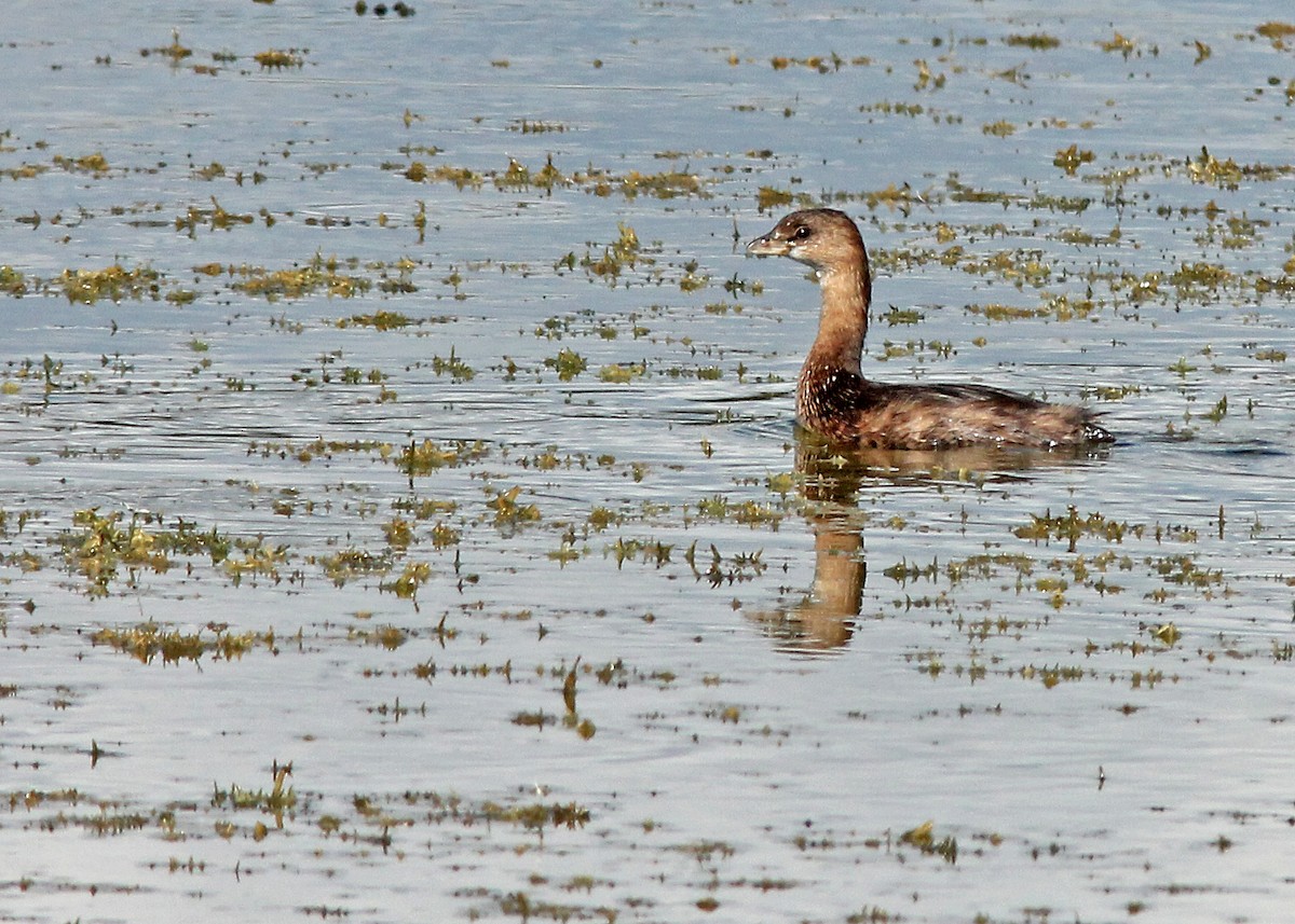 Pied-billed Grebe - Mary Keim