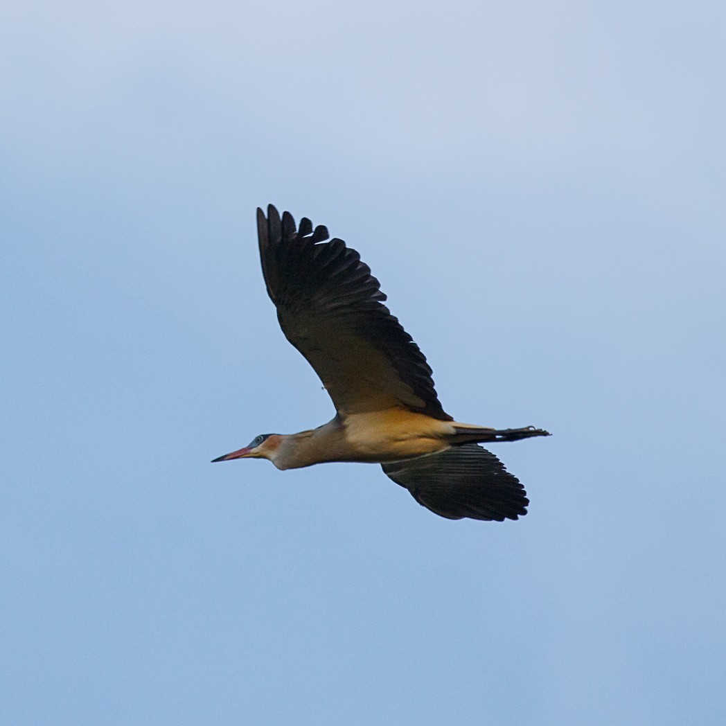 Garza Chiflona - ML132696341