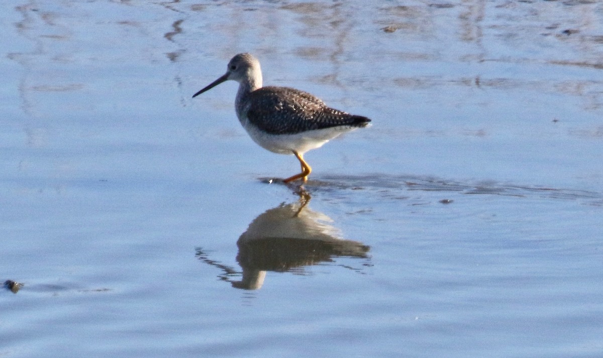 Greater Yellowlegs - Millie and Peter Thomas