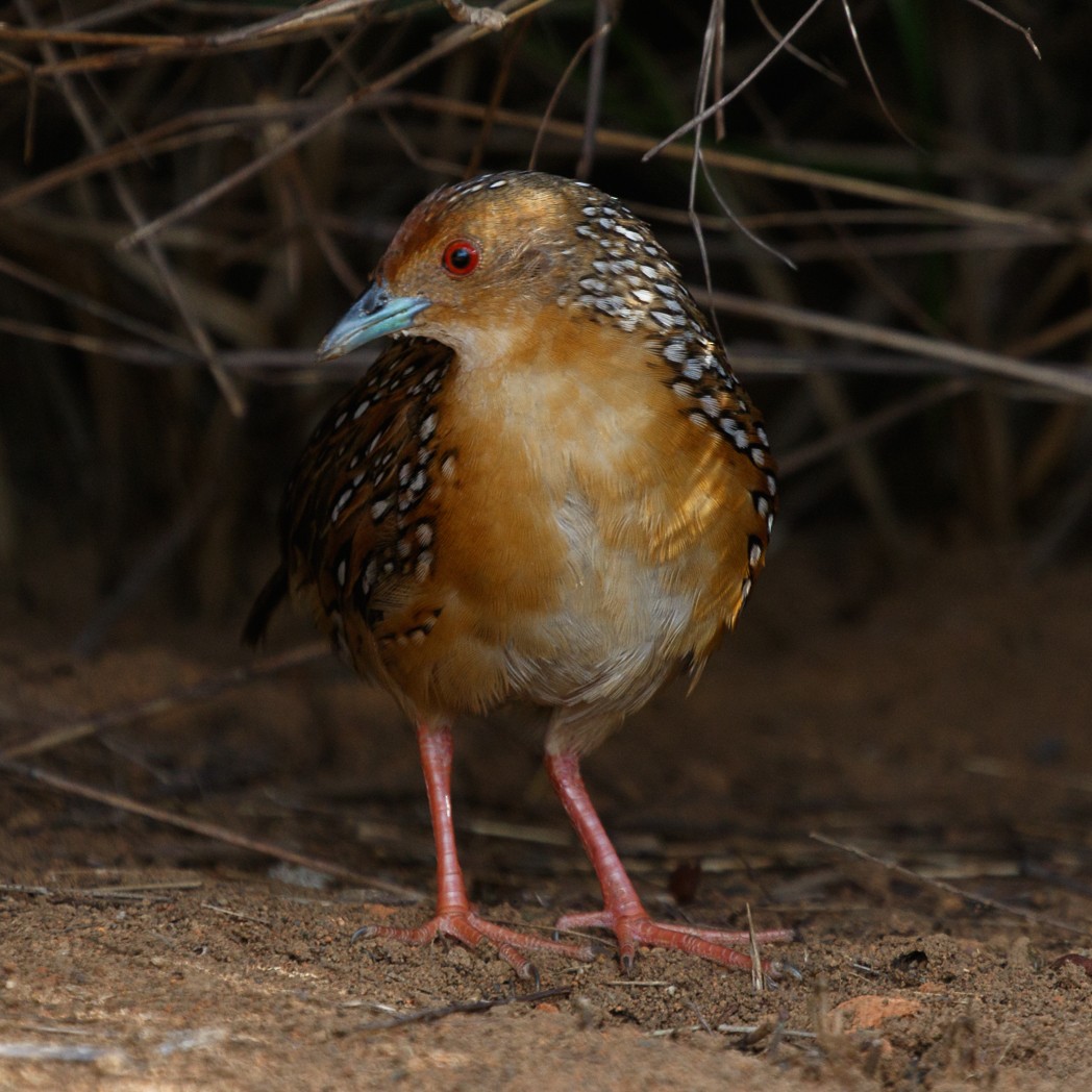 Ocellated Crake - Silvia Faustino Linhares