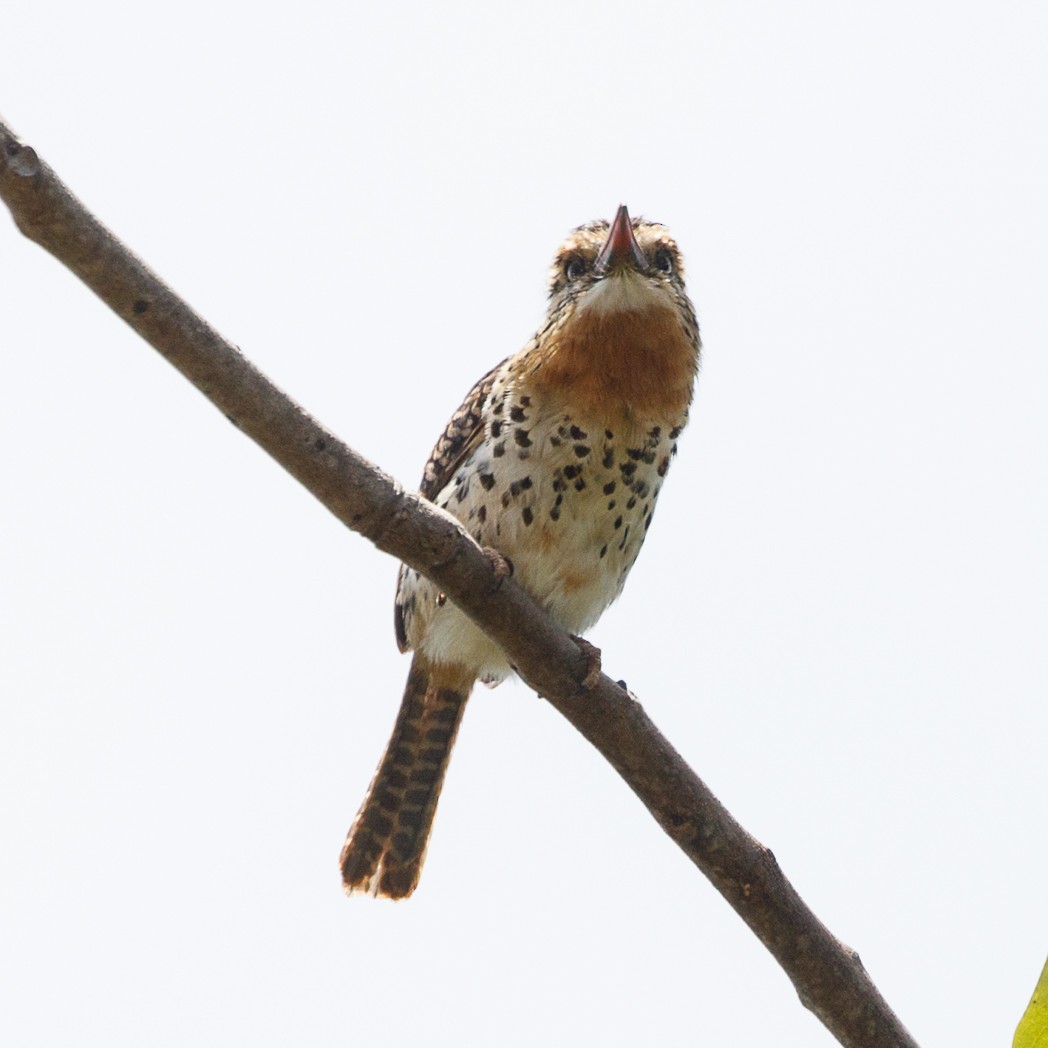 Spot-backed Puffbird (Spot-backed) - Silvia Faustino Linhares