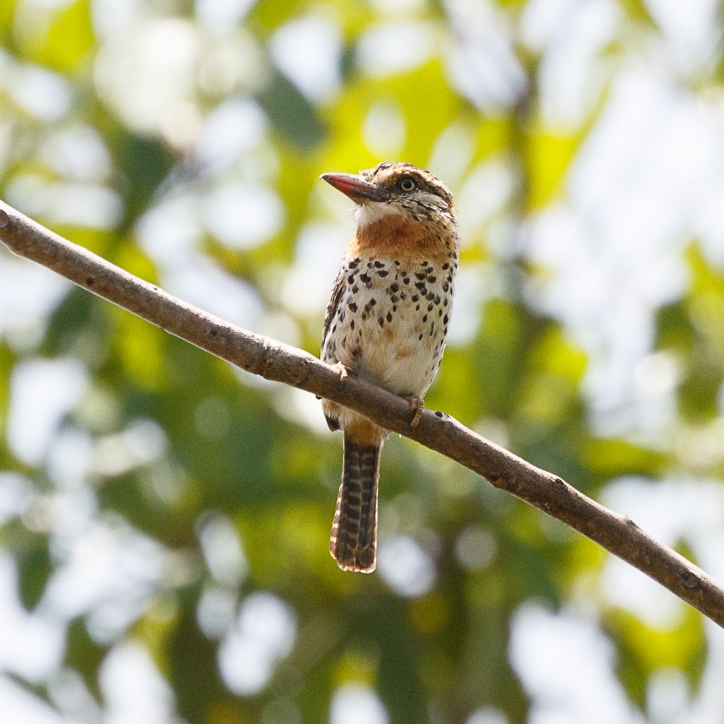 Spot-backed Puffbird (Spot-backed) - Silvia Faustino Linhares