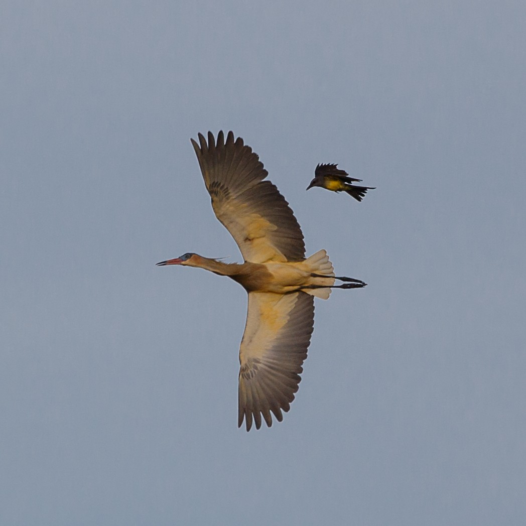 Tropical Kingbird - Silvia Faustino Linhares