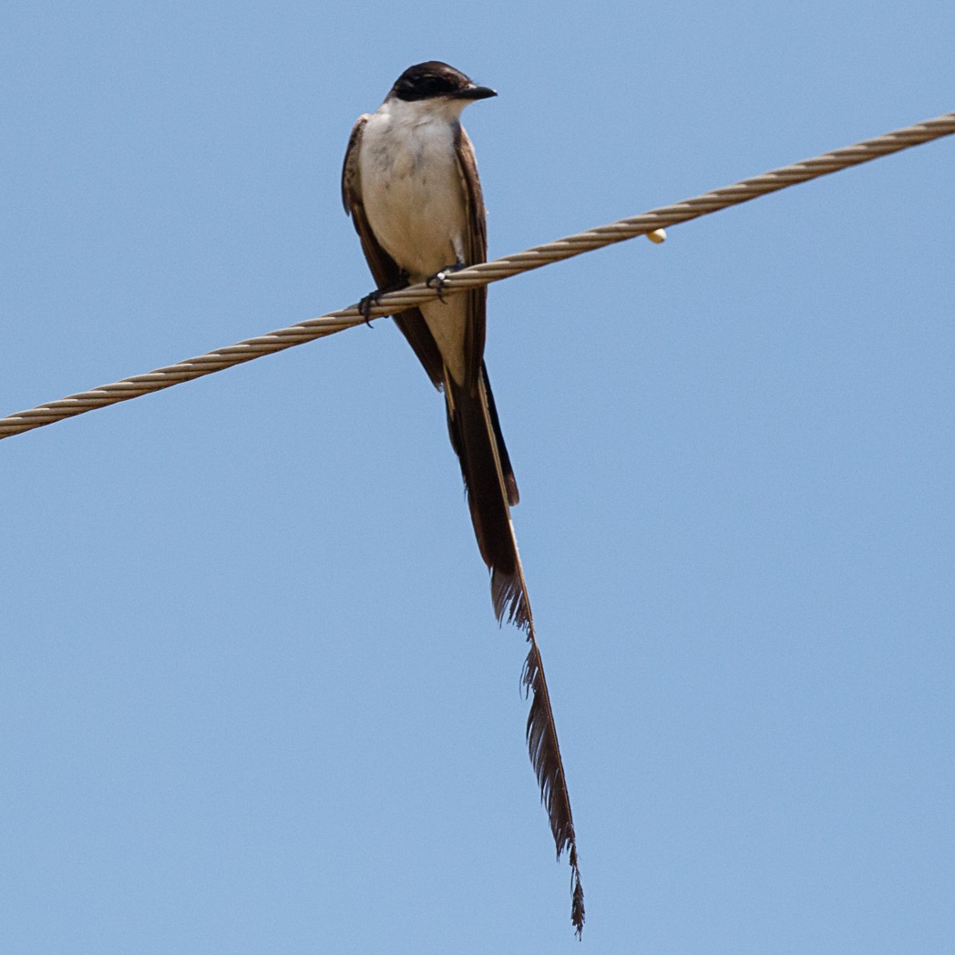 Fork-tailed Flycatcher - Silvia Faustino Linhares