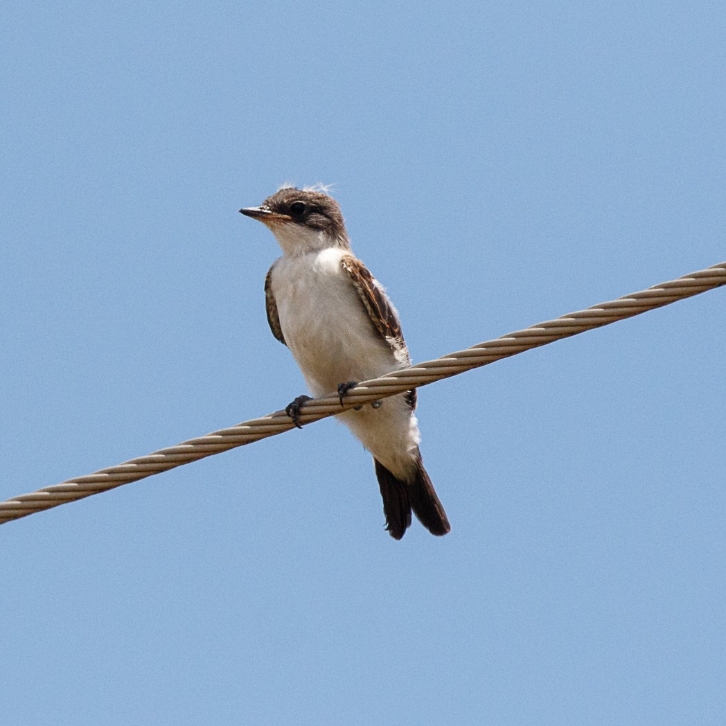 Fork-tailed Flycatcher - ML132697501