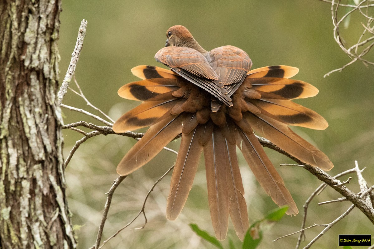 Brown Cuckoo-Dove - ML132697541