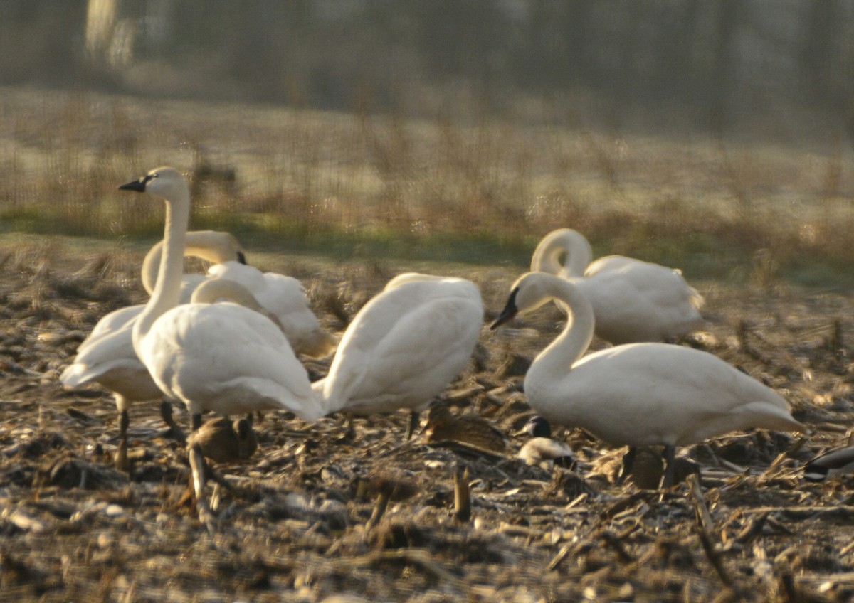 Cygne siffleur - ML132697671