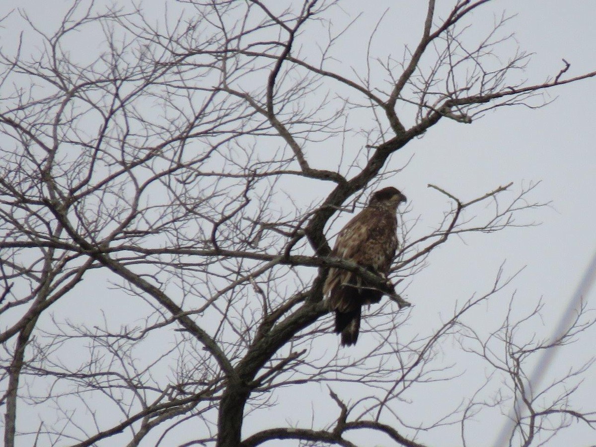 Bald Eagle - ML132698021