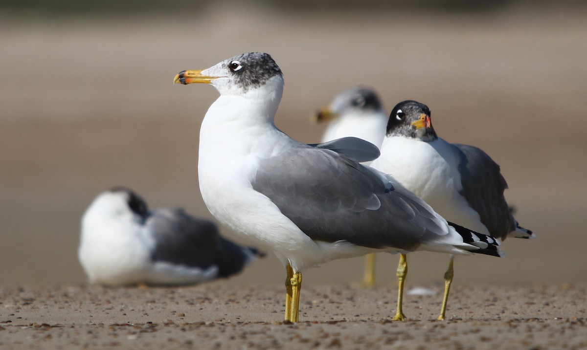 Pallas's Gull - ML132698401