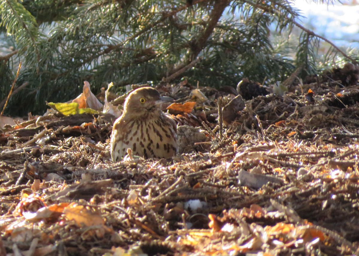 Brown Thrasher - ML132699011