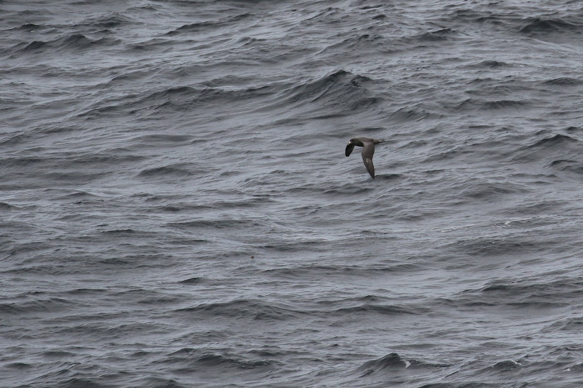 Northern Fulmar - ML132700421