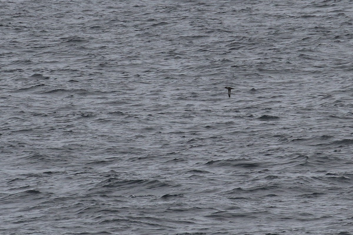 Sooty Shearwater - ML132700601