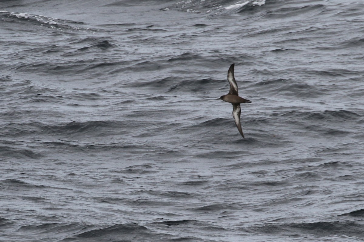 Sooty Shearwater - Cameron Eckert