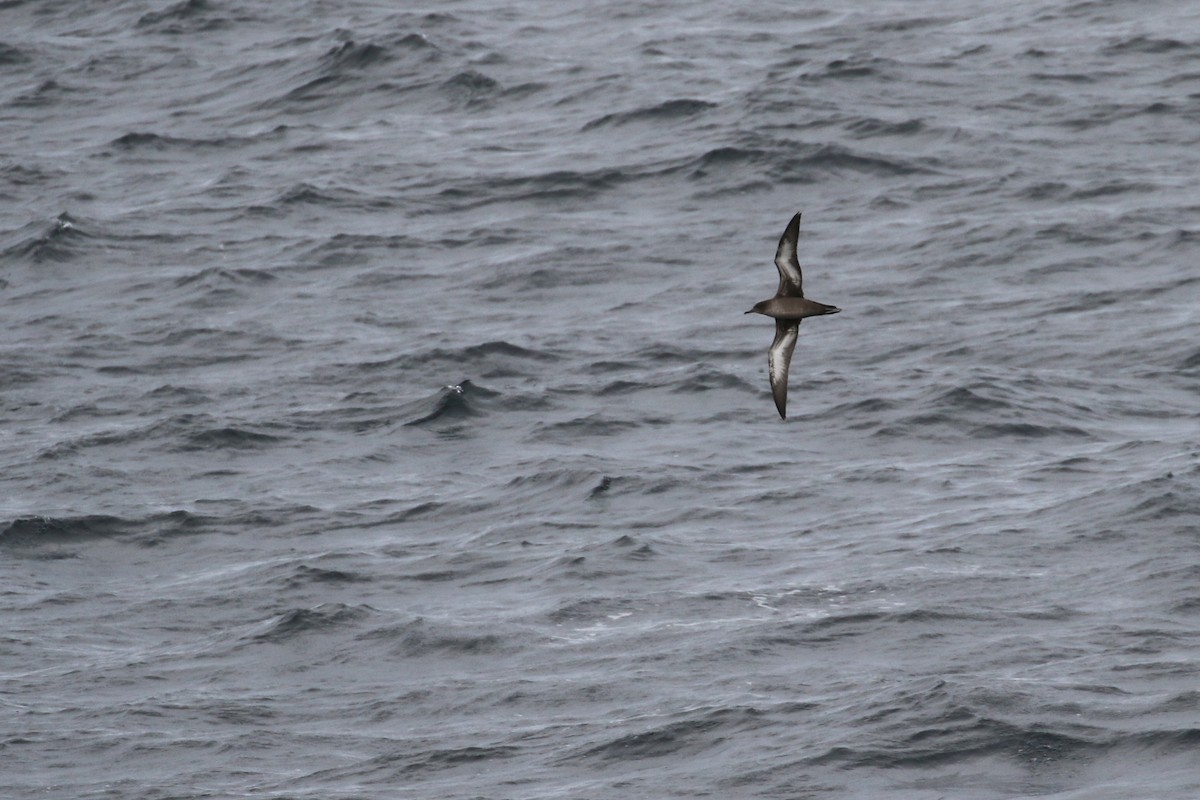 Sooty Shearwater - ML132700641