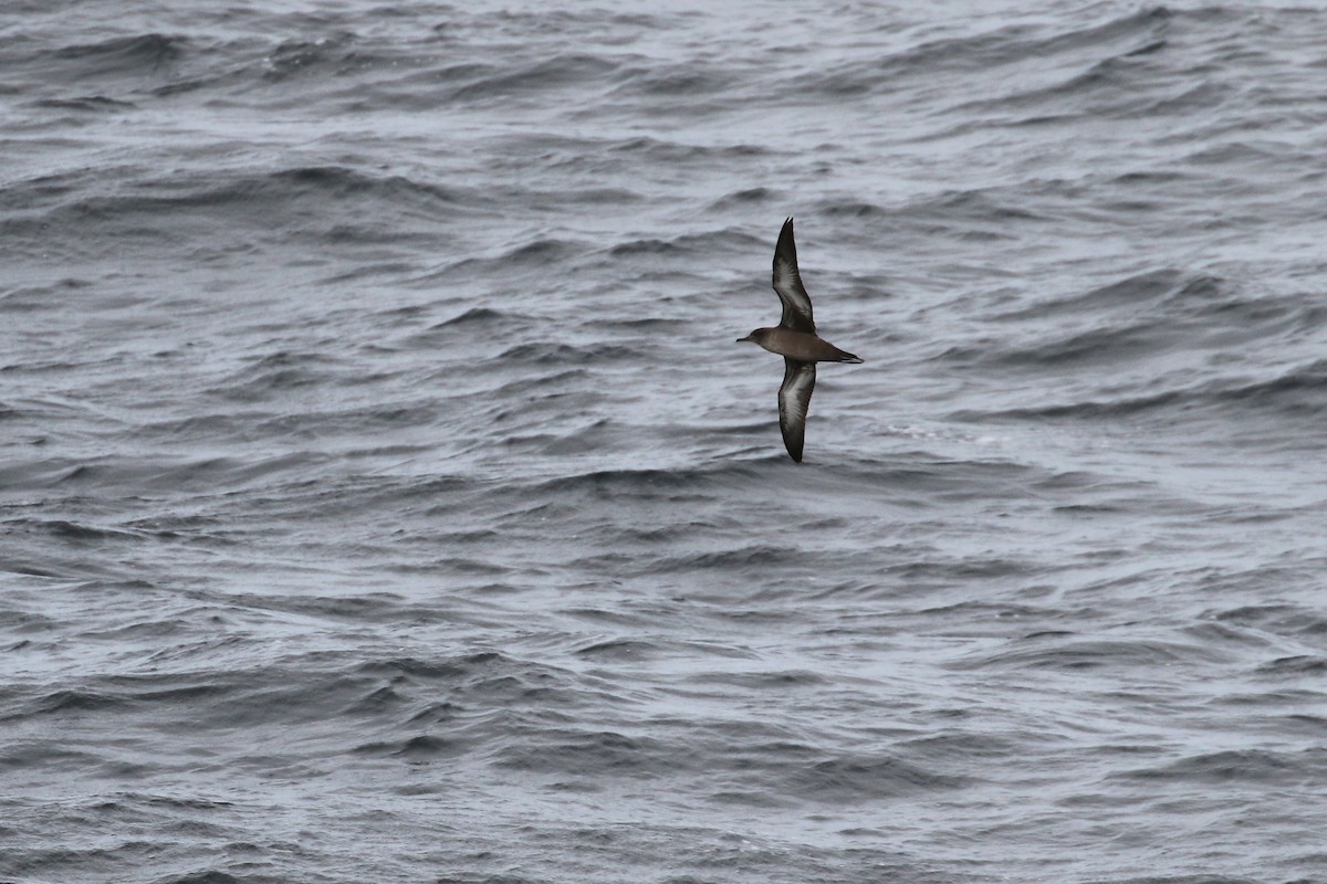 Sooty Shearwater - Cameron Eckert