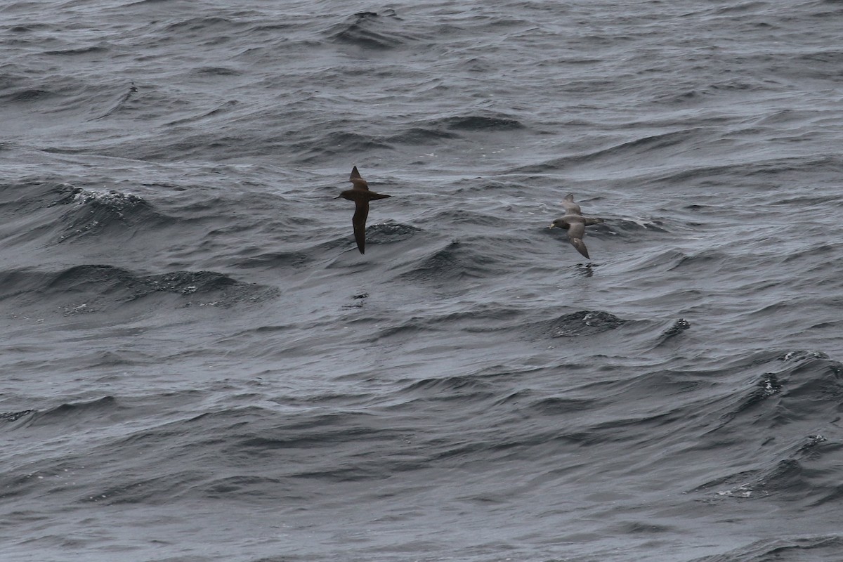 Sooty Shearwater - ML132700691