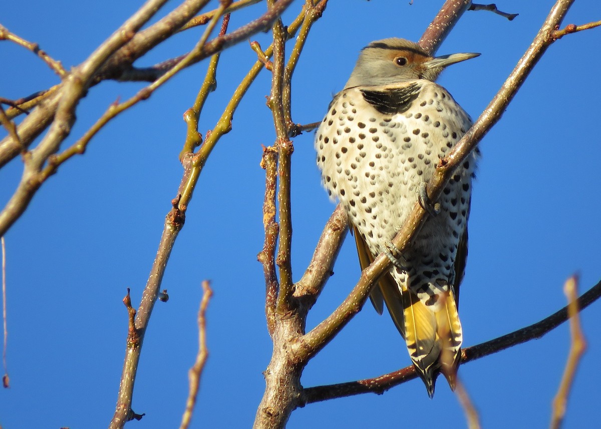 Northern Flicker (Yellow-shafted x Red-shafted) - ML132700931