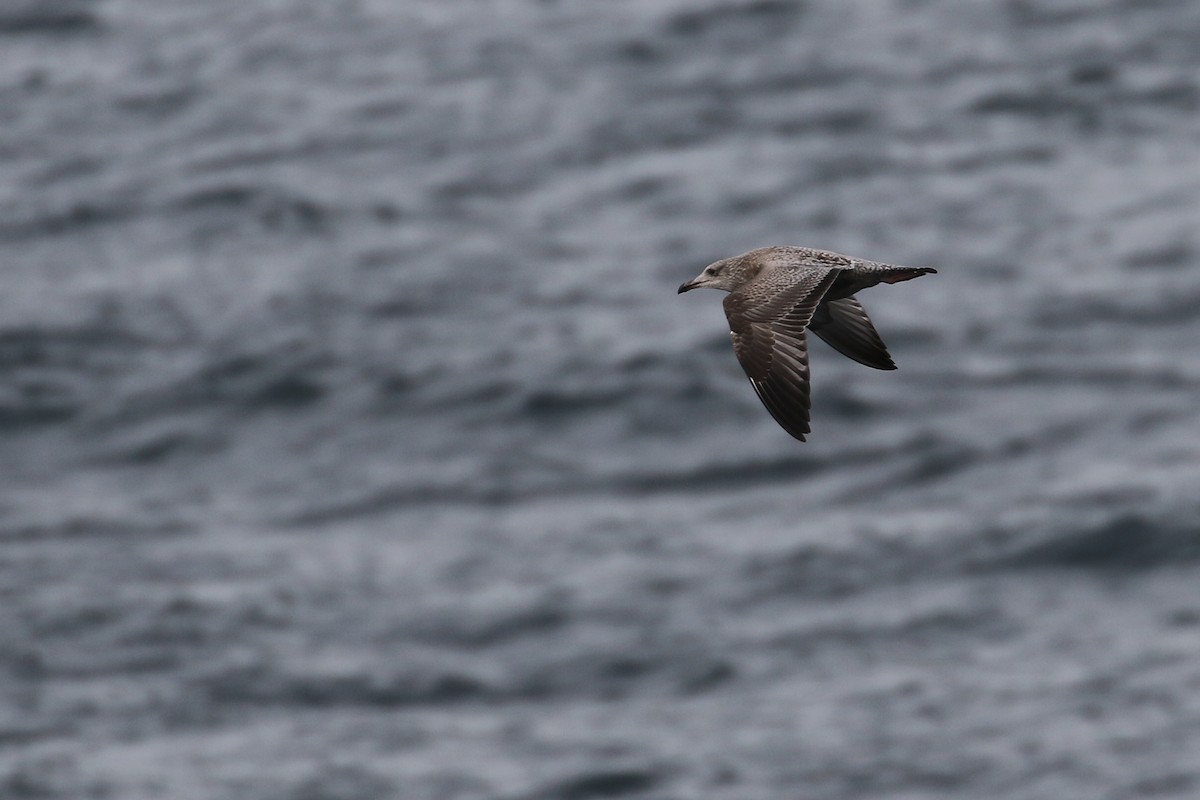 Herring Gull - Cameron Eckert