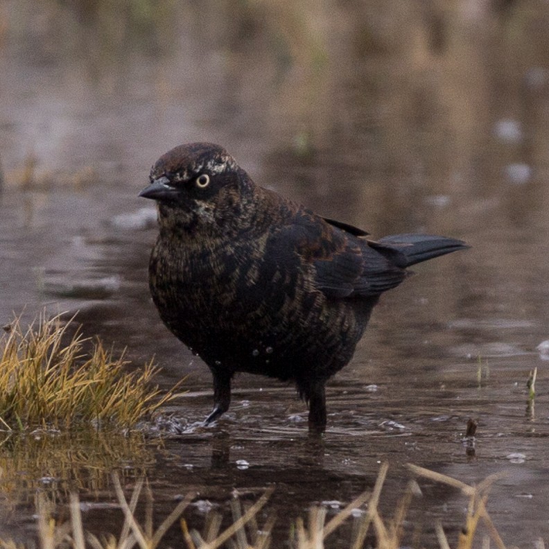 Rusty Blackbird - ML132701521