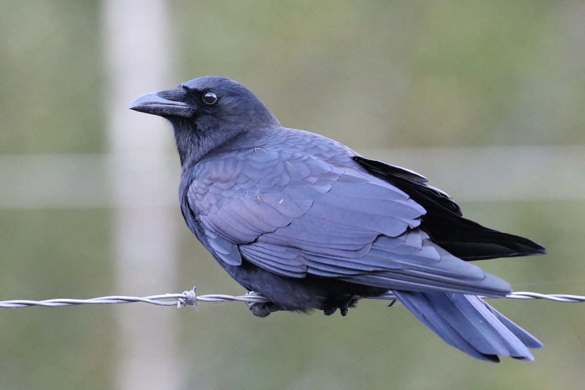 American Crow - ML132702321