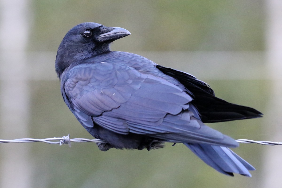 American Crow - ML132702331