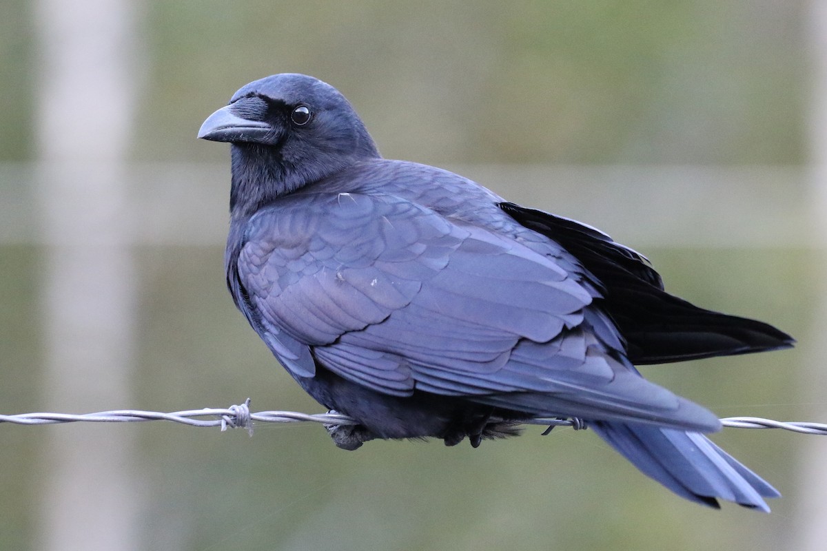 American Crow - ML132702341