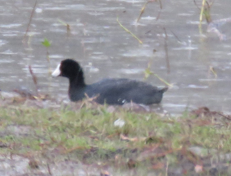 American Coot - ML132703551