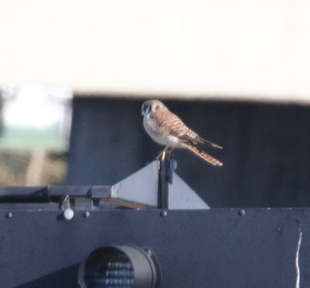 American Kestrel - Millie and Peter Thomas