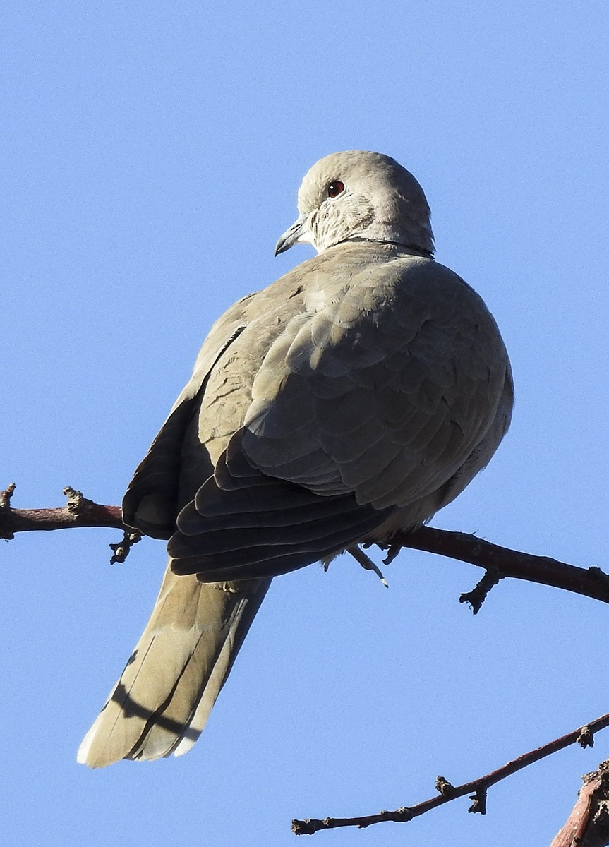 Eurasian Collared-Dove - ML132704781