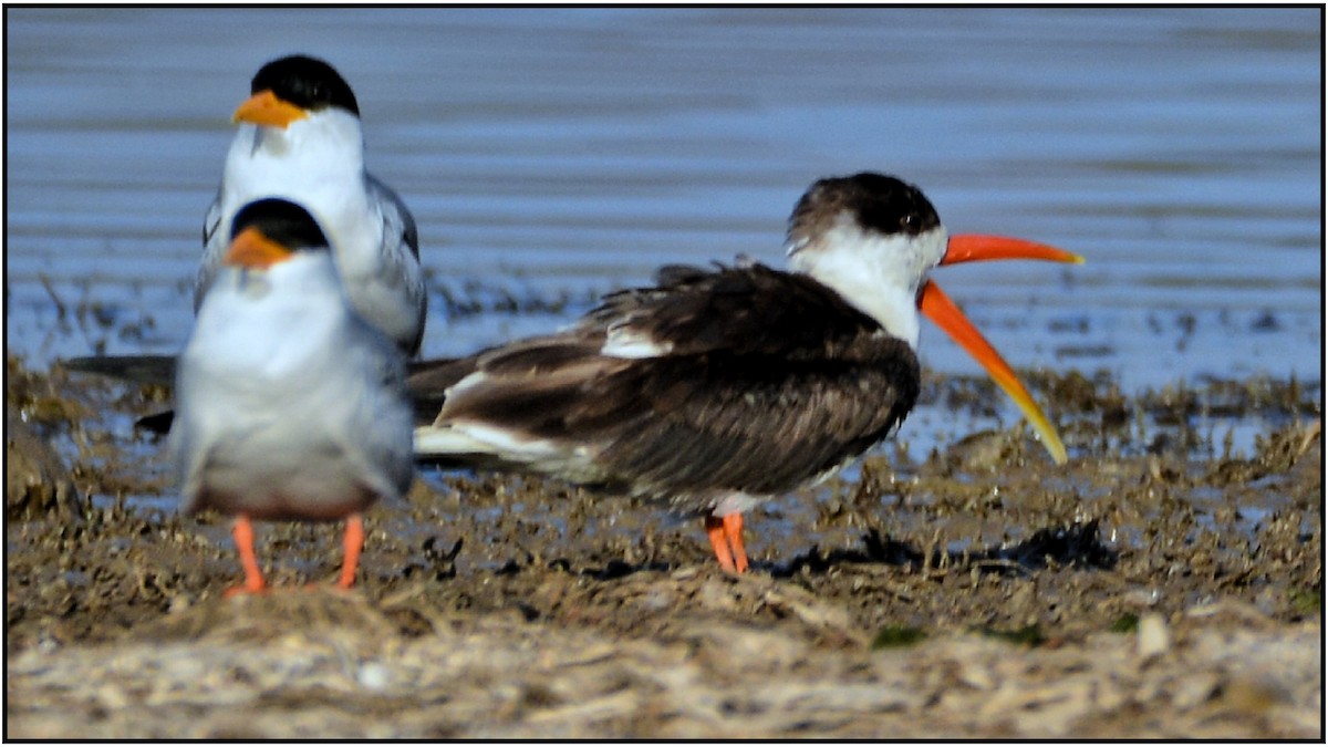 Indian Skimmer - ML132705511