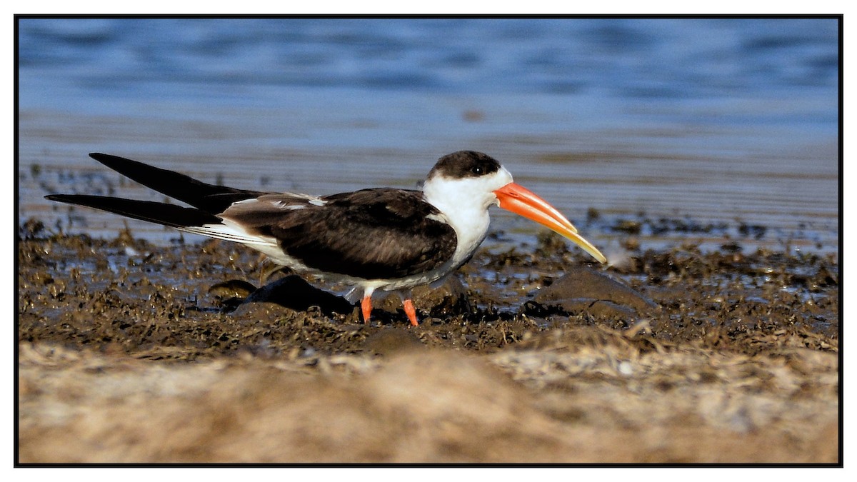 Indian Skimmer - ML132705731