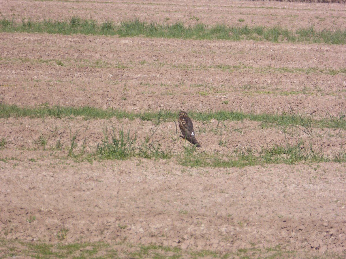 Northern Harrier - Jennifer Prusse