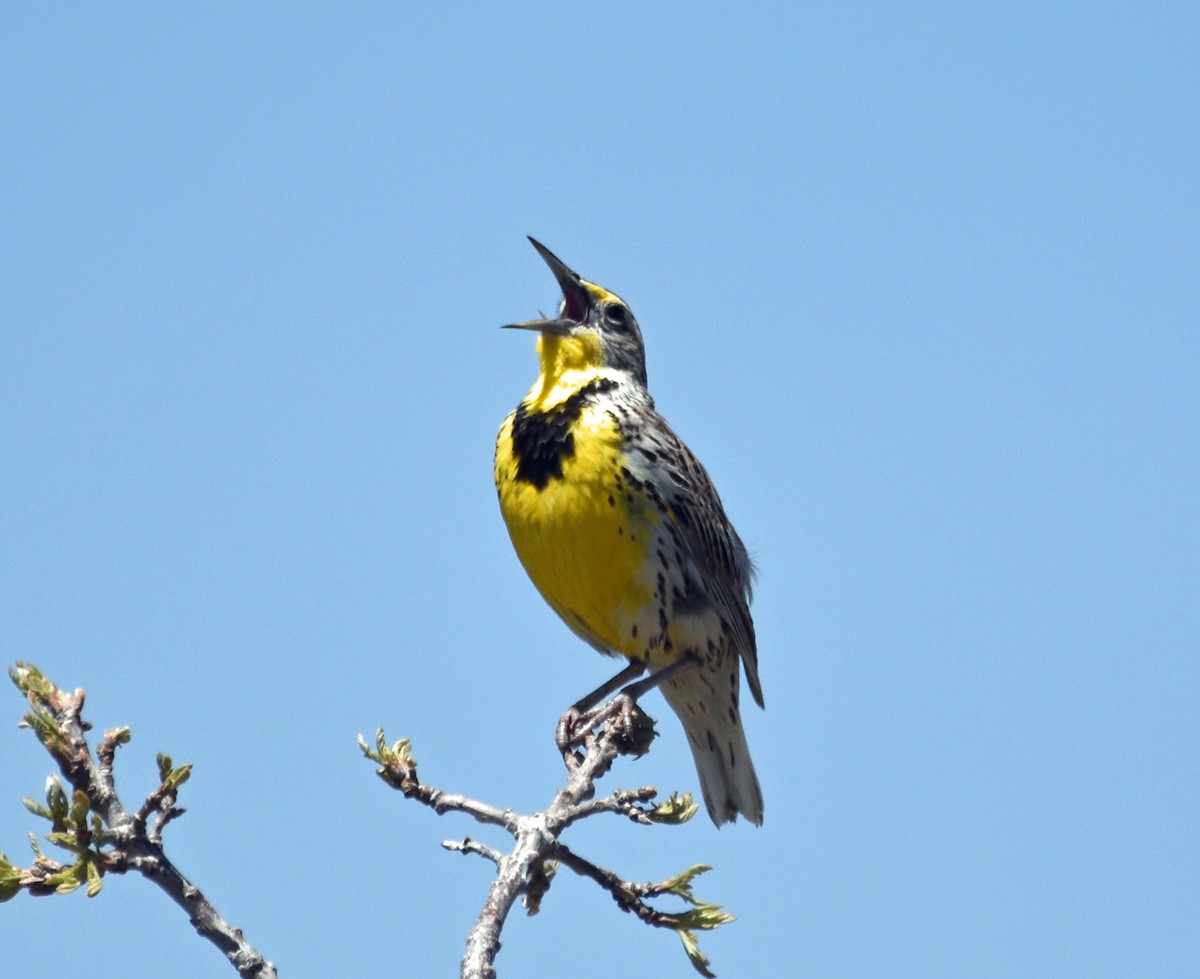 Western Meadowlark - ML132706881
